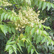 Ailanthus-altissima.jpg