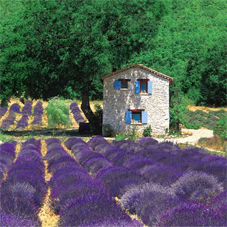 Provence.jpg